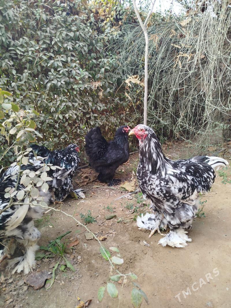 Brama mramorny. - Чоганлы - img 6