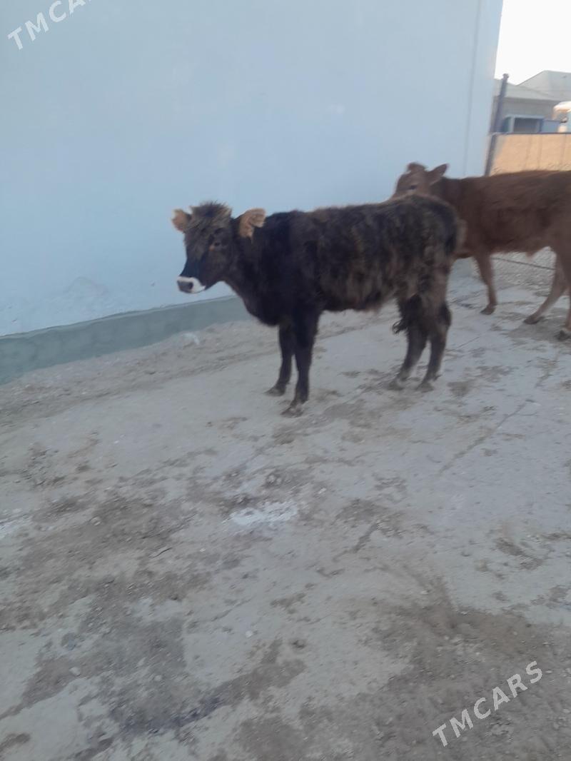 sygyr gacar - Gumdag - img 3