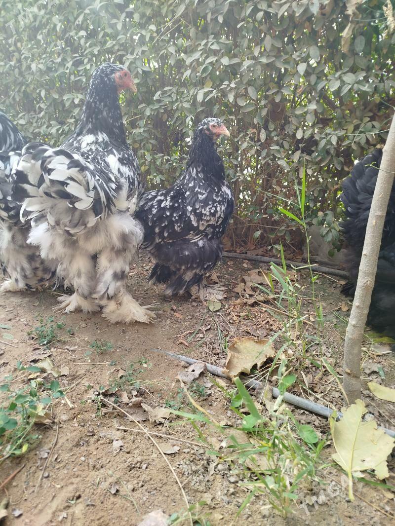 Brama mramorny. - Чоганлы - img 2