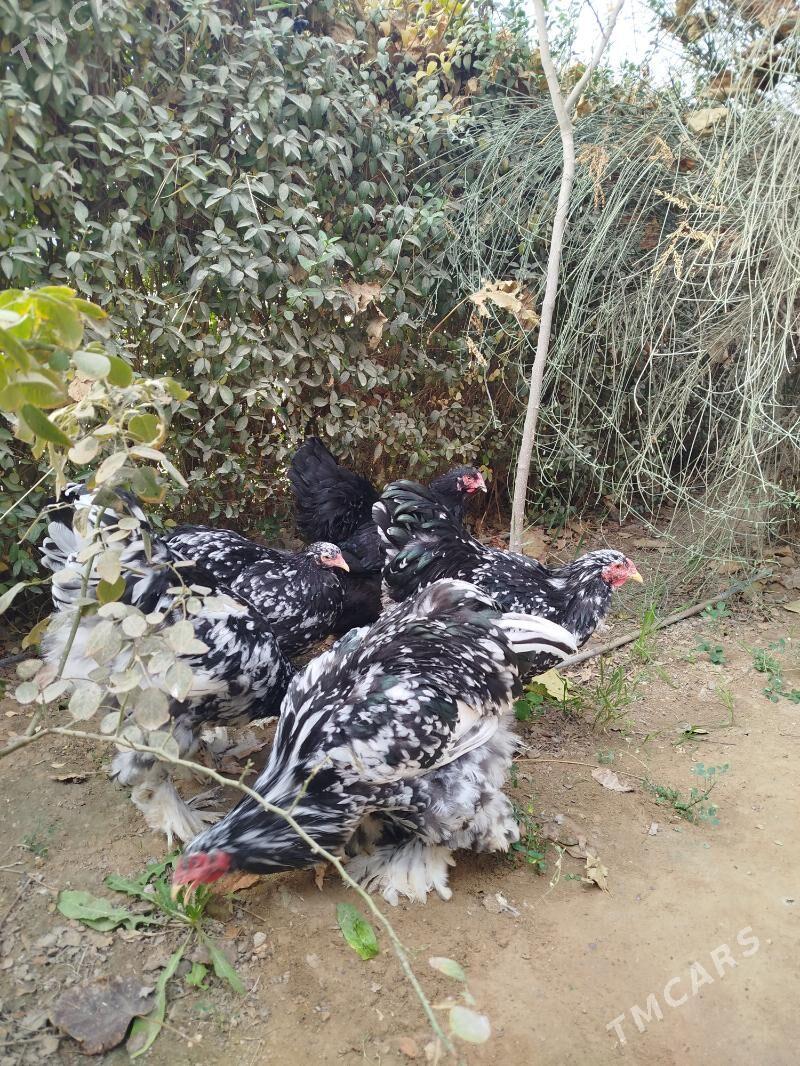 Brama mramorny. - Чоганлы - img 1