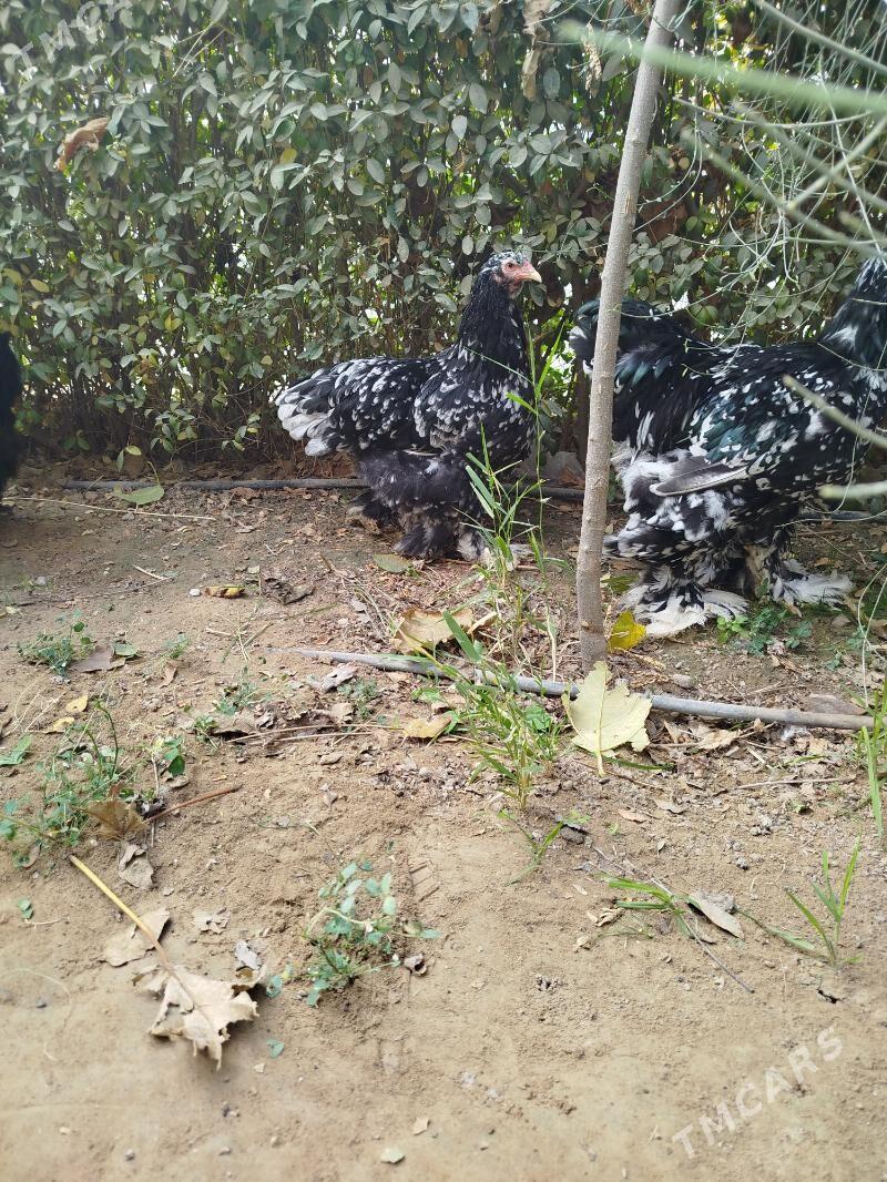 Brama mramorny. - Чоганлы - img 4