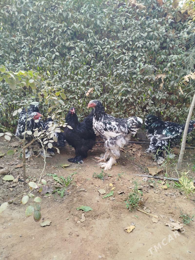 Brama mramorny. - Чоганлы - img 5