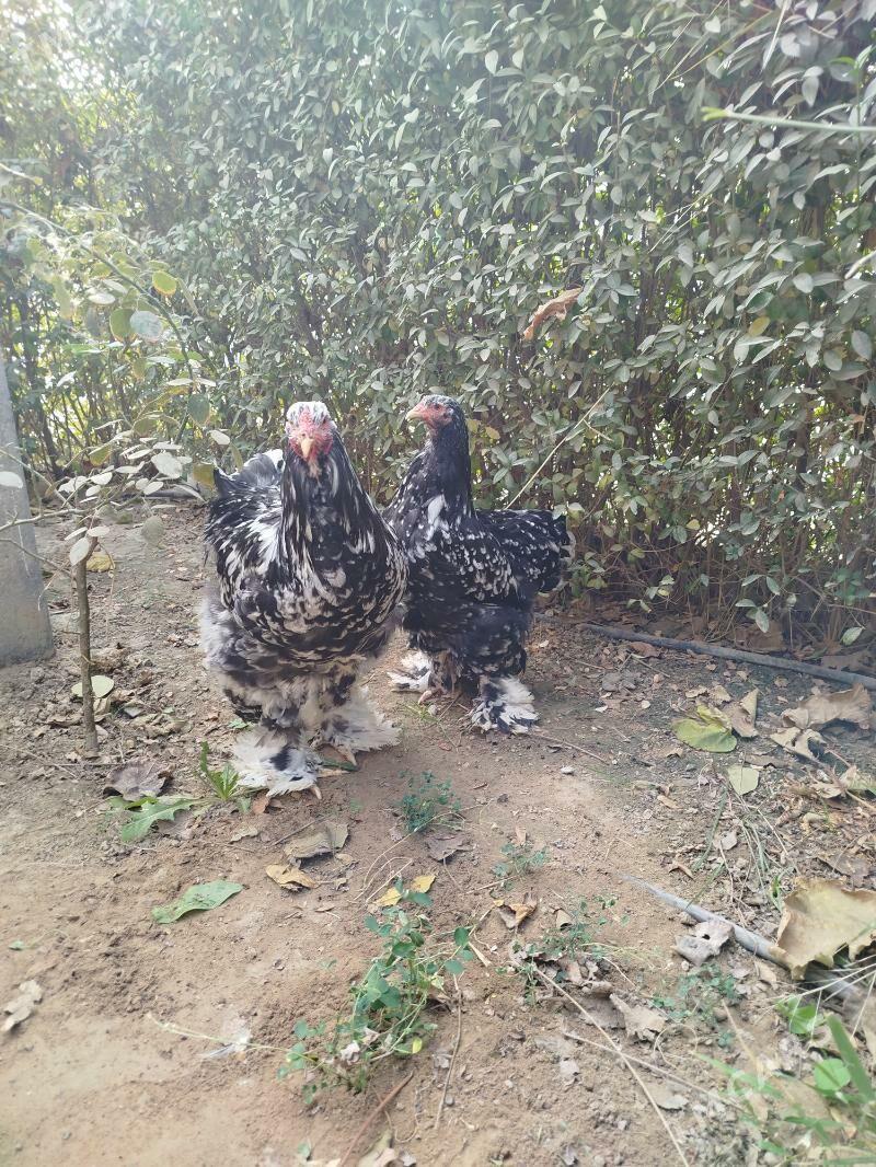 Brama mramorny. - Чоганлы - img 3