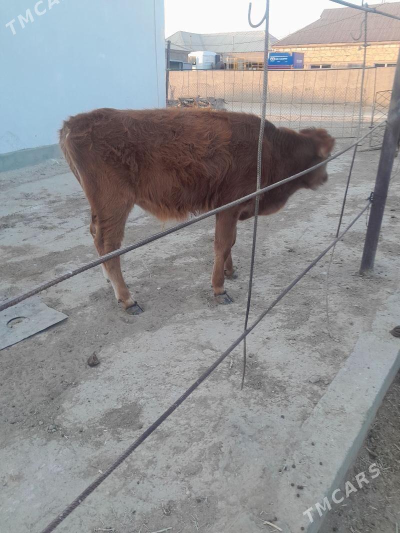 sygyr okuz - Гумдаг - img 2