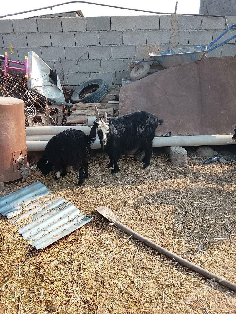 Гечи - Ашхабад - img 2