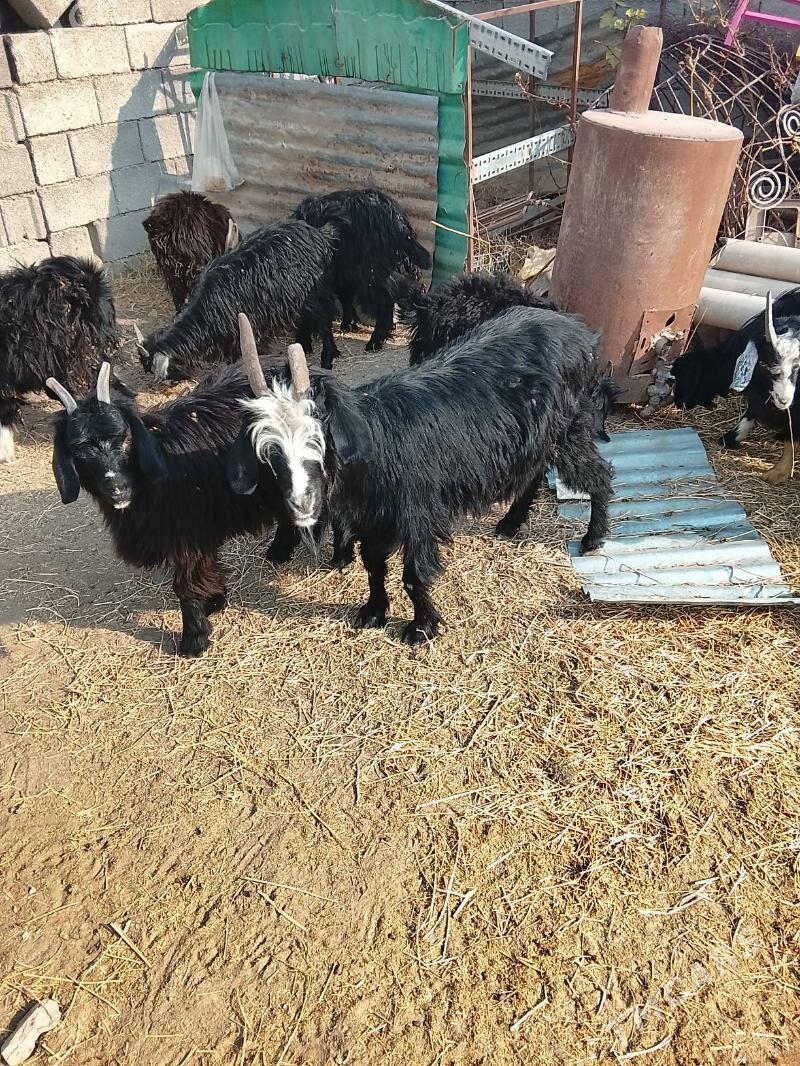 Гечи - Ашхабад - img 1