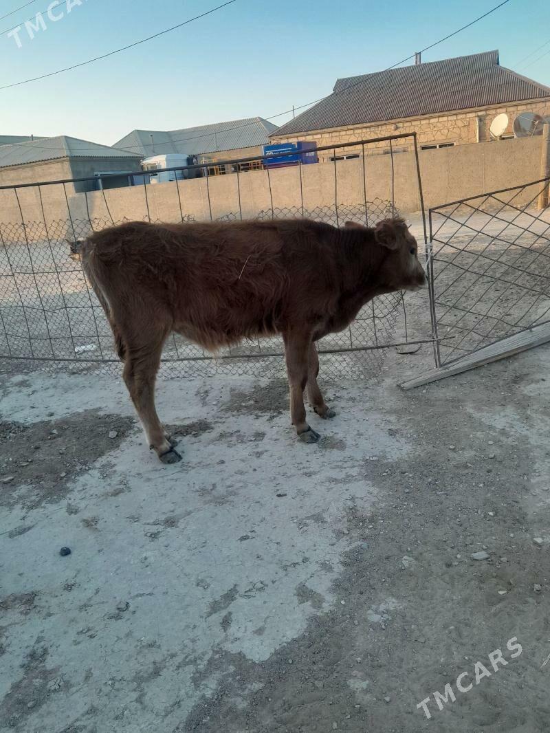 sygyr okuz - Гумдаг - img 4