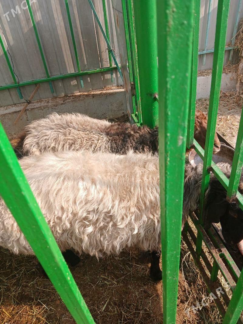 Goÿun - Ашхабад - img 2