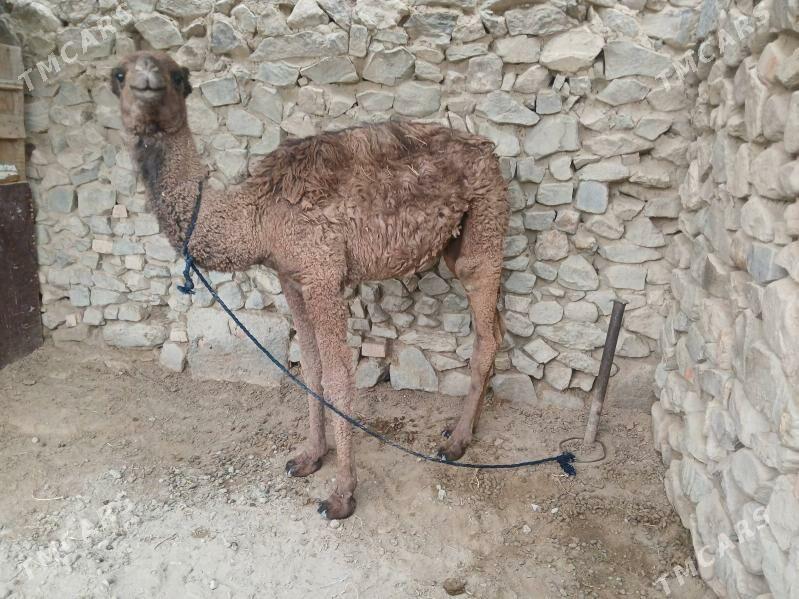 Duye koşek - Бахарден - img 1