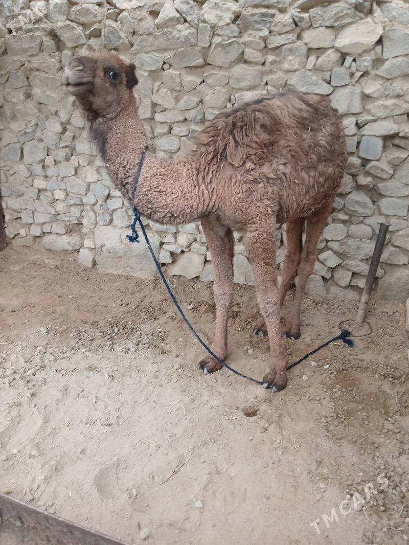 Duye koşek - Бахарден - img 3