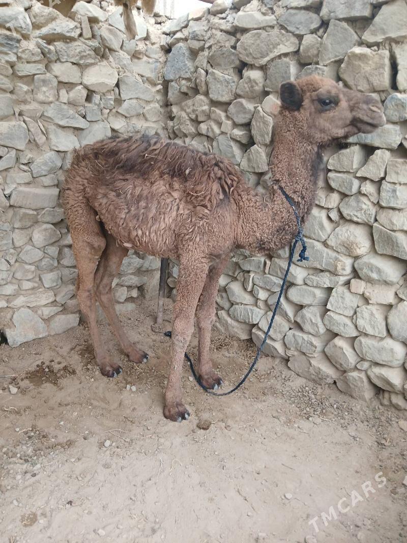 Duye koşek - Бахарден - img 2