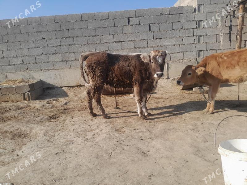 tuwe - Бахарден - img 2