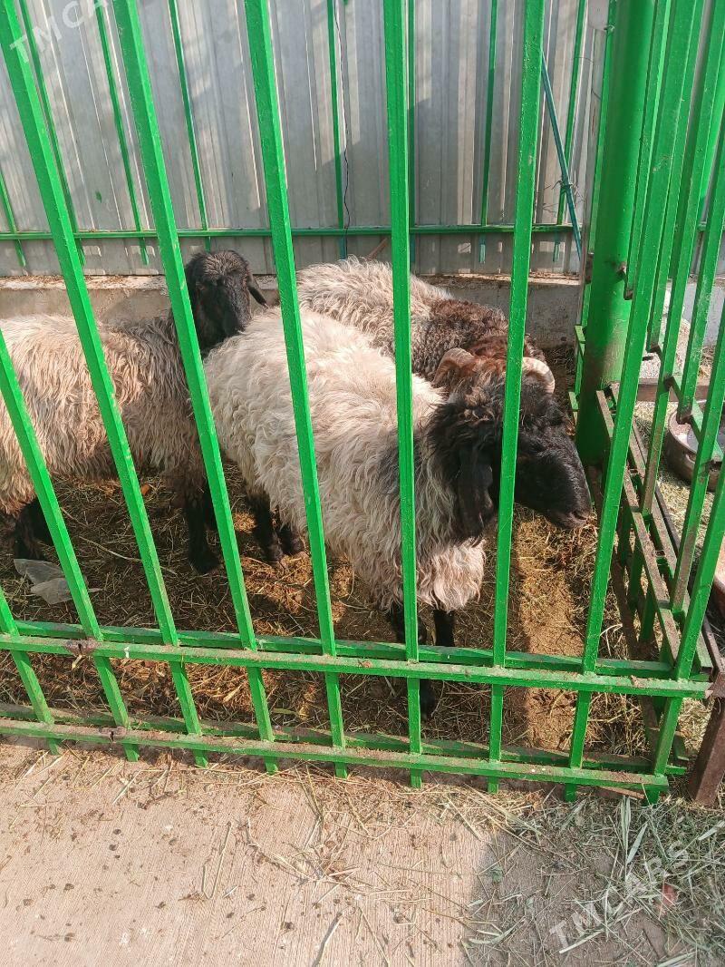 Goÿun - Ашхабад - img 3