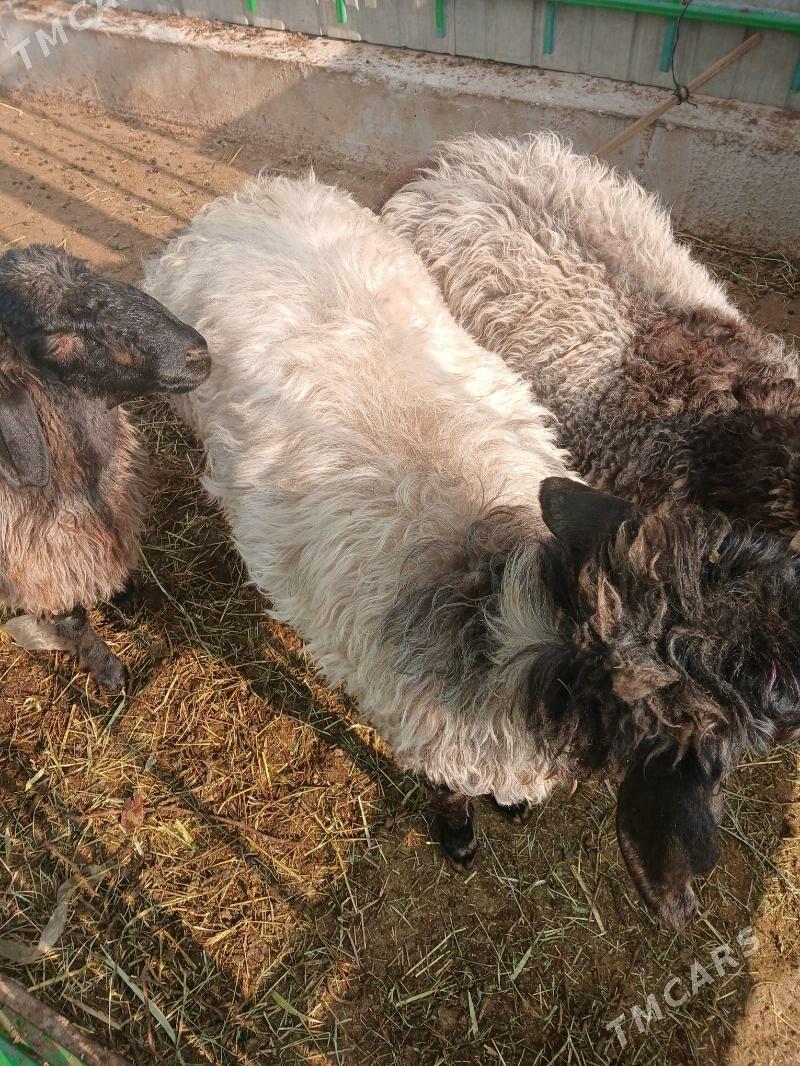 Goÿun - Ашхабад - img 4