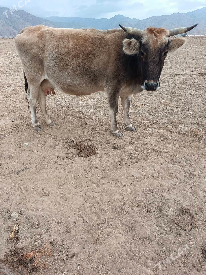 agyr bogaz - Балканабат - img 2