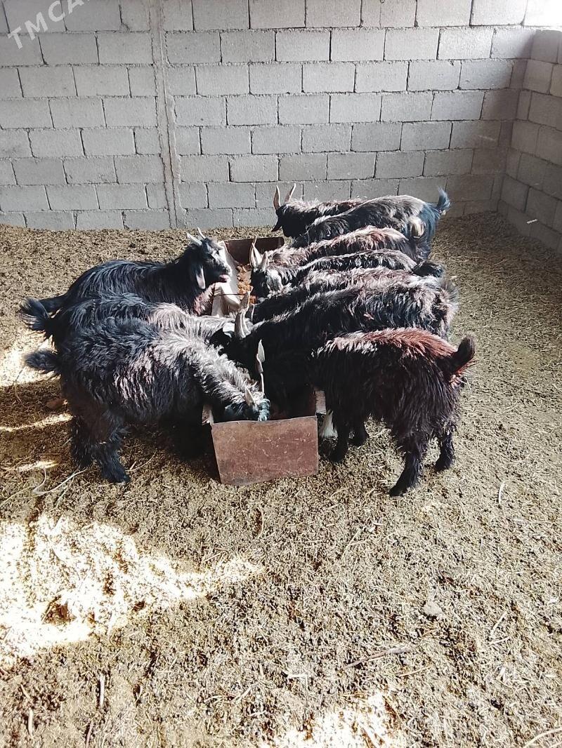 Cebis - Ашхабад - img 2