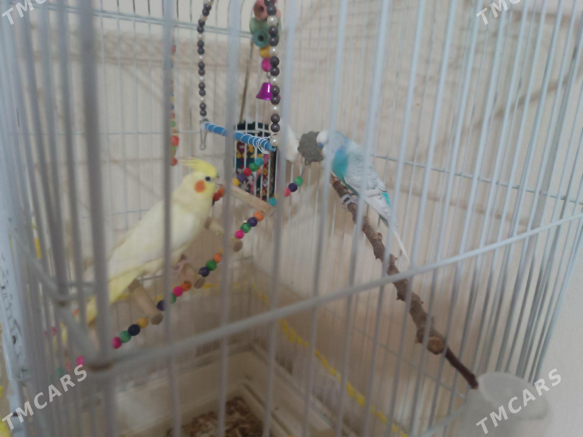 Карелла и  волнистик - 2 мкр - img 4