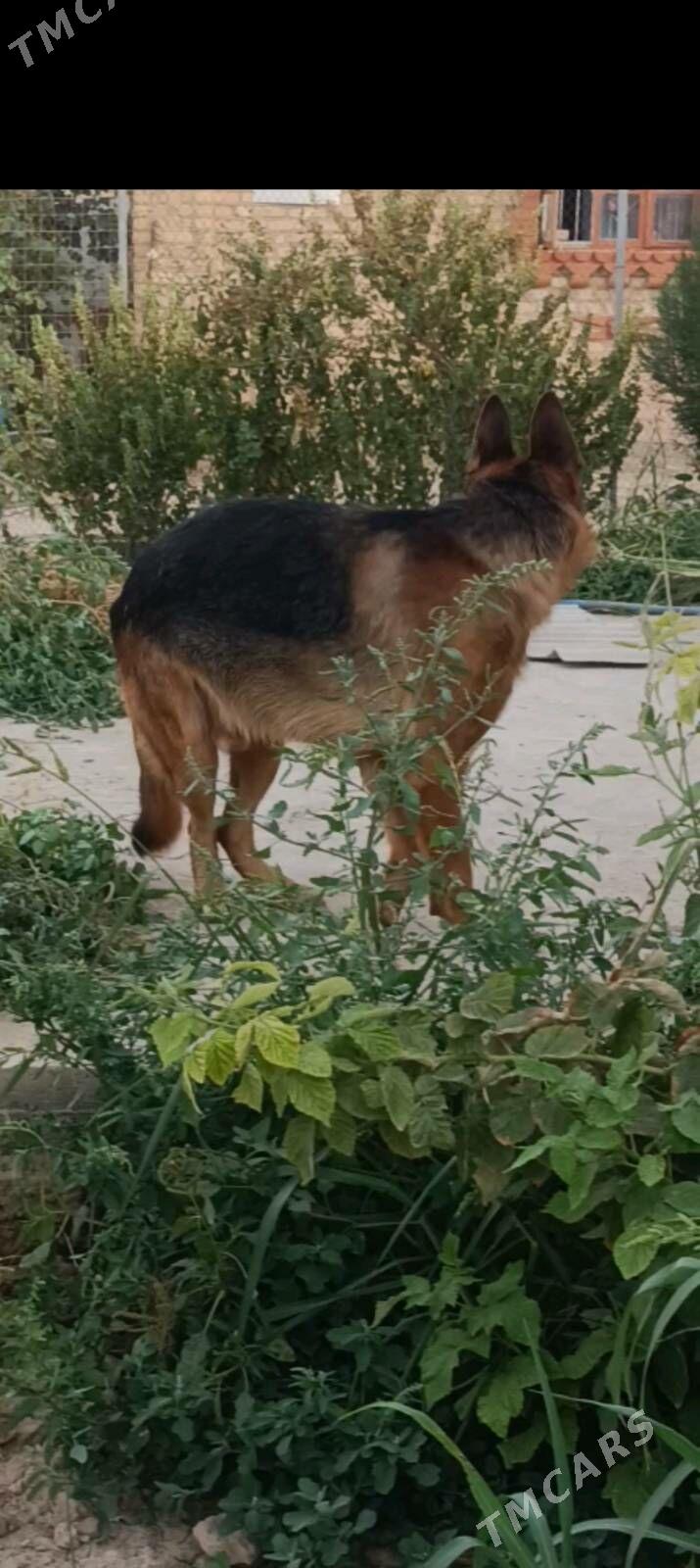 Немецкая овчарка - Туркменабат - img 5