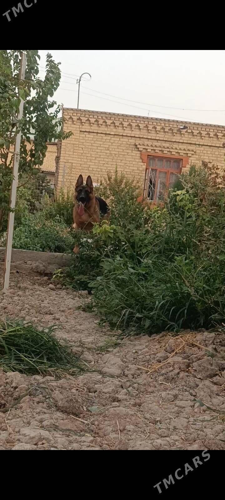 Немецкая овчарка - Туркменабат - img 2