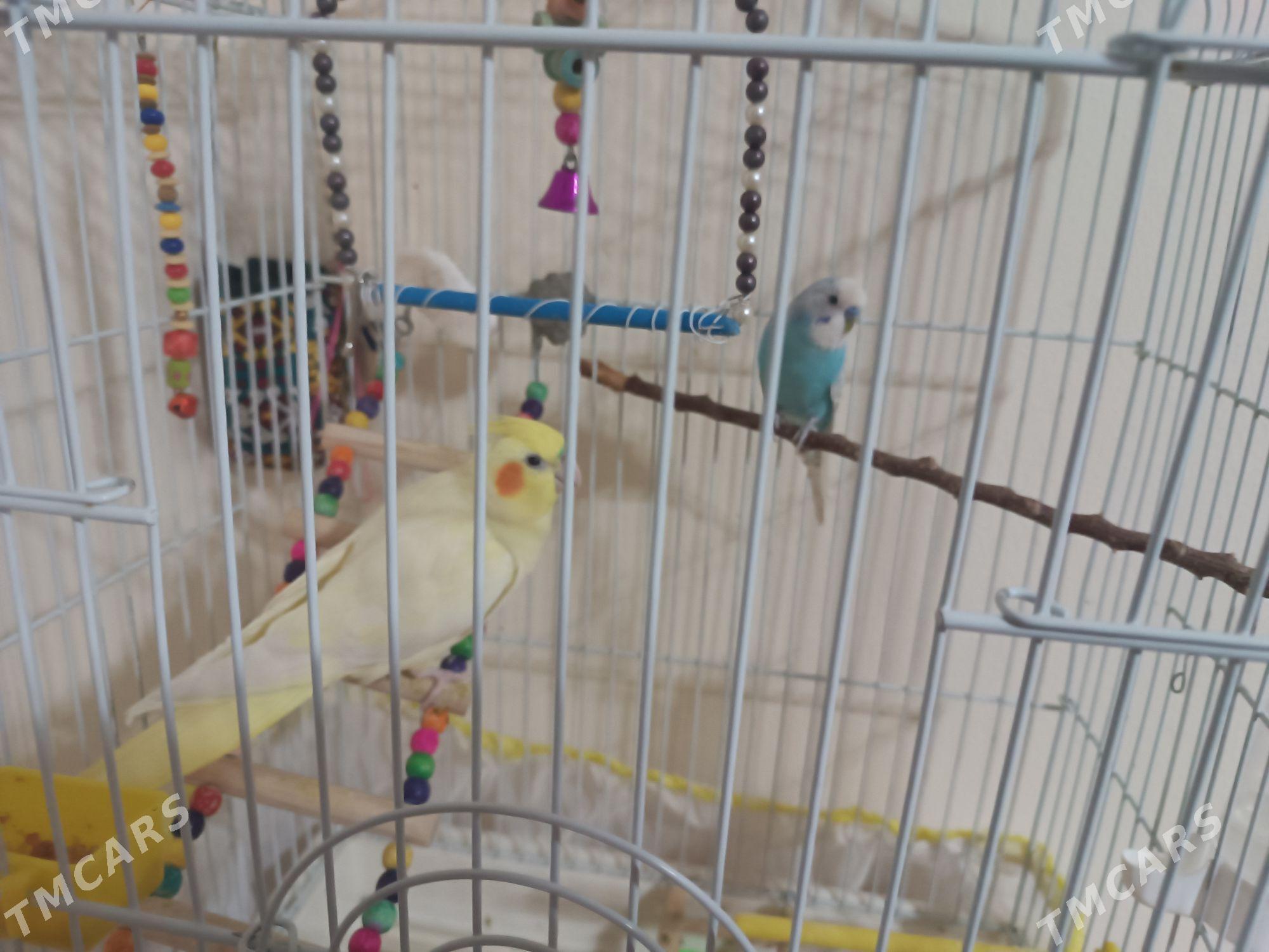 Карелла и  волнистик - 2 мкр - img 3