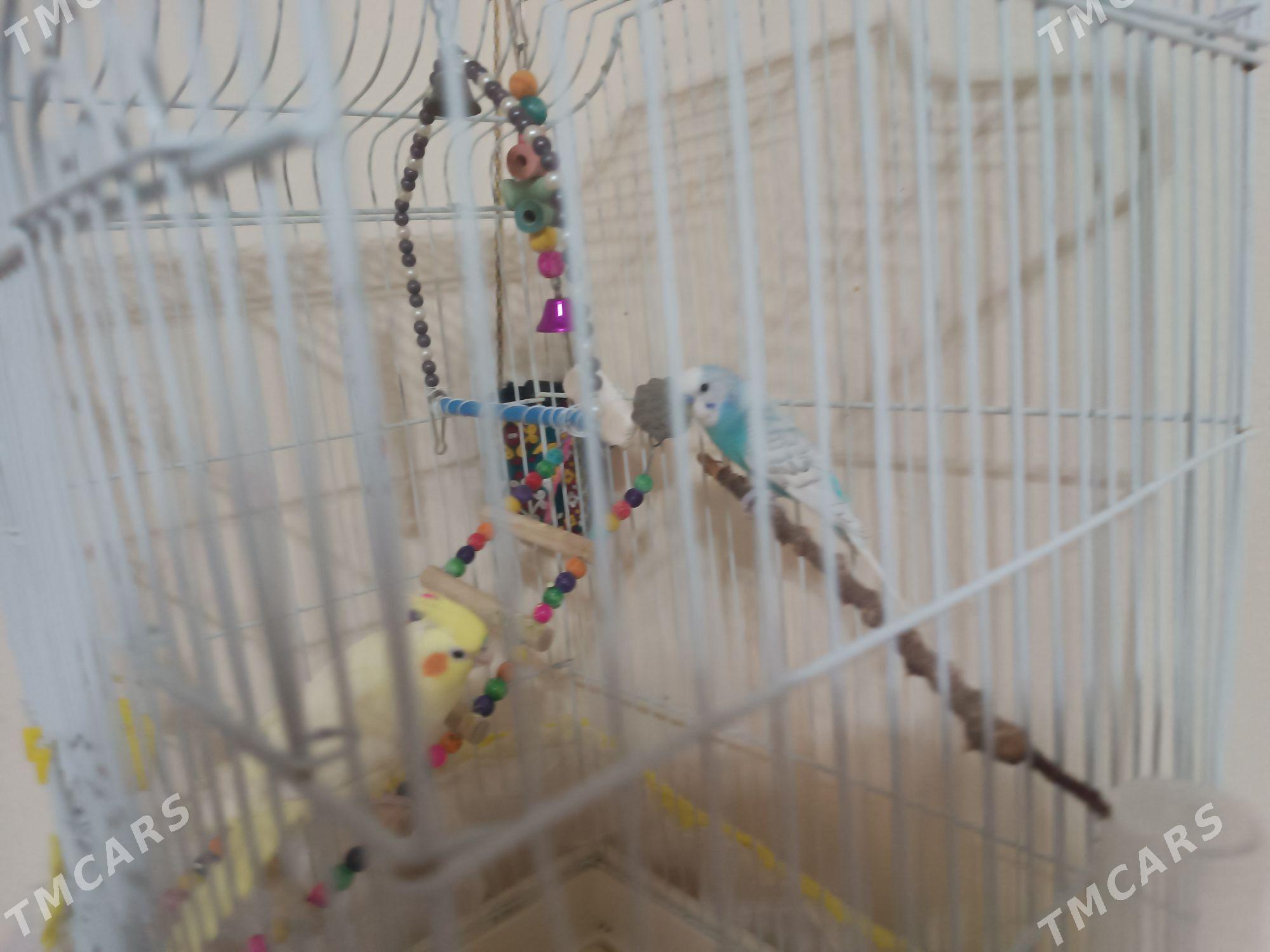 Карелла и  волнистик - 2 мкр - img 2