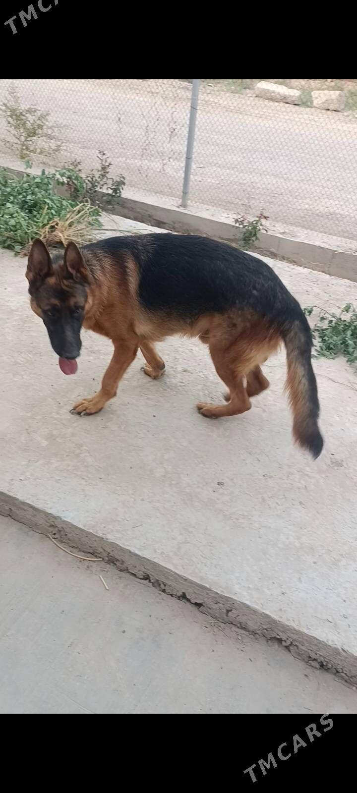Немецкая овчарка - Туркменабат - img 4