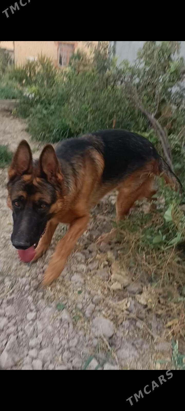 Немецкая овчарка - Туркменабат - img 3
