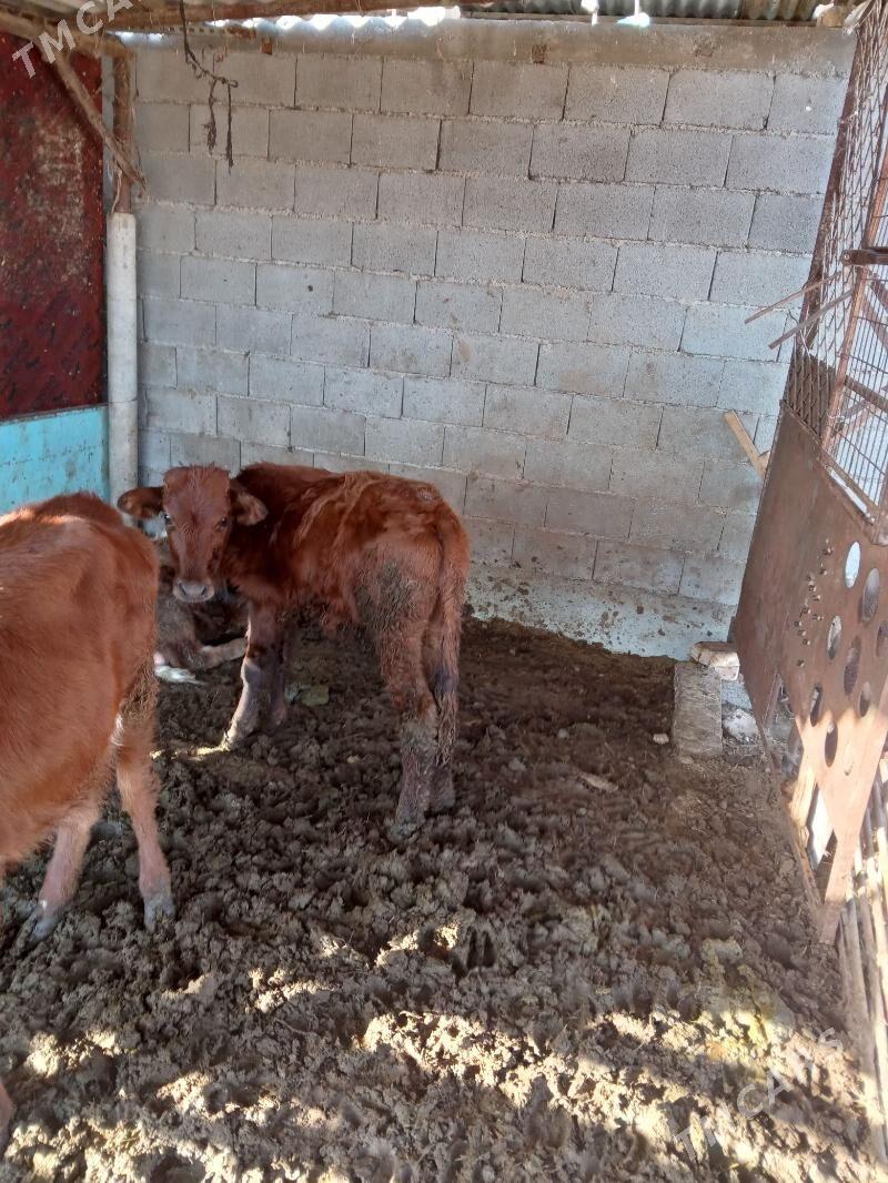 öküz - Aşgabat - img 2