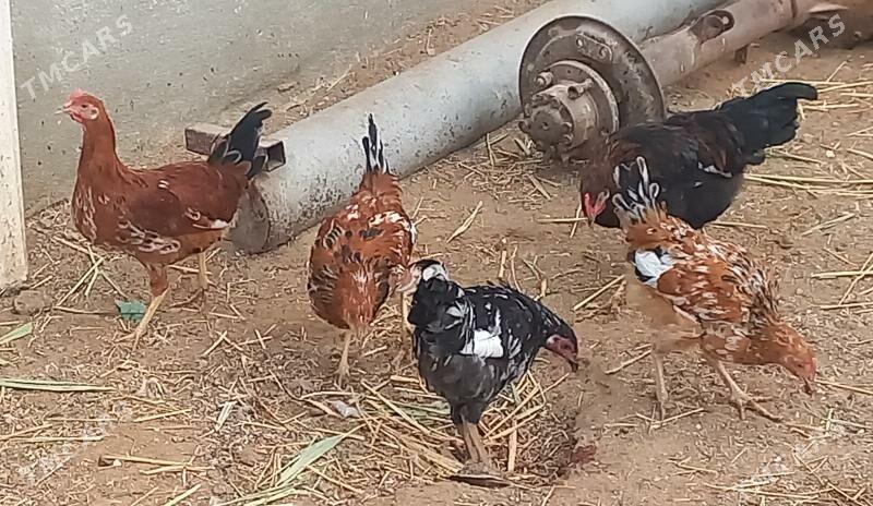 Horaz - Туркменбаши - img 1