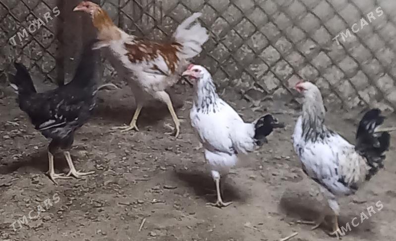 Horaz - Туркменбаши - img 4