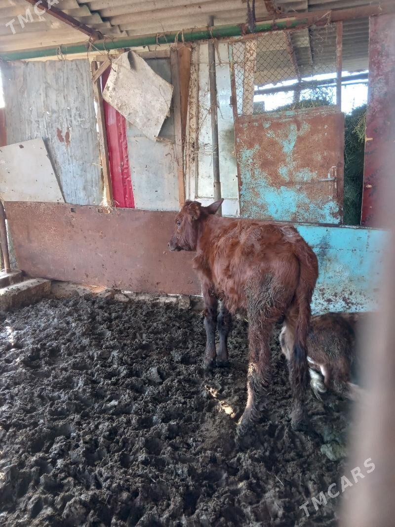 öküz - Aşgabat - img 1