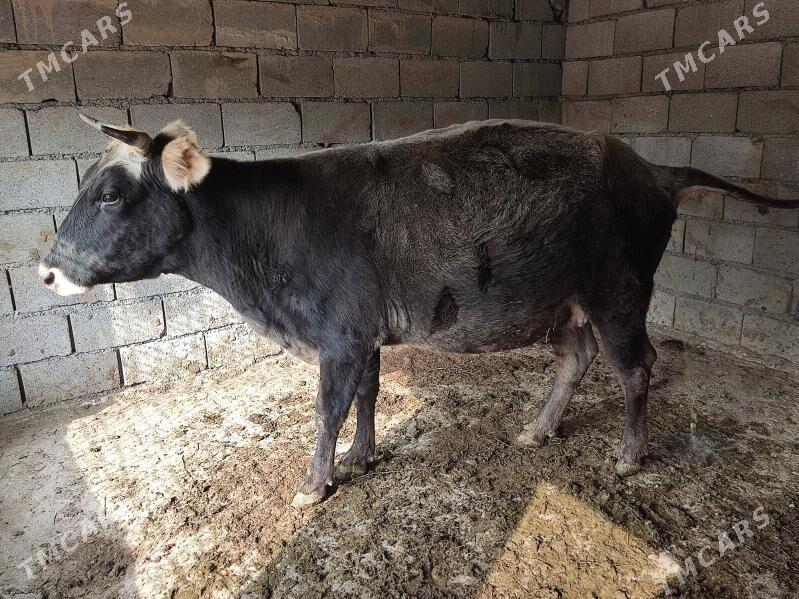 AGYR BOGAZ GOLELİ SYGYR - Гёкдепе - img 4