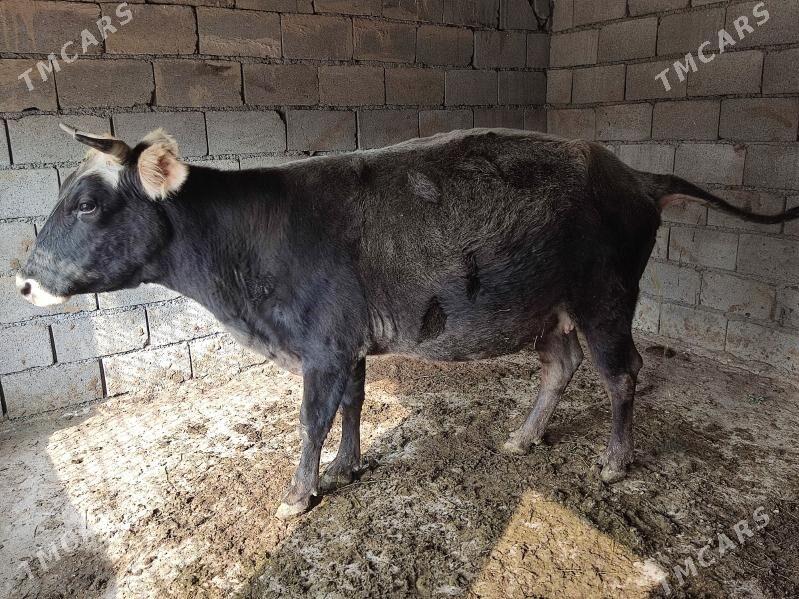 AGYR BOGAZ GOLELİ SYGYR - Гёкдепе - img 5