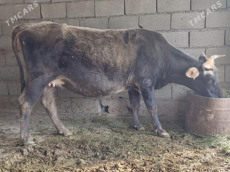 AGYR BOGAZ GOLELİ SYGYR - Гёкдепе - img 2