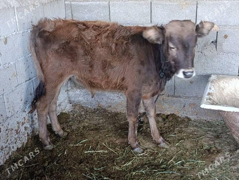 sves okuz - Ашхабад - img 2