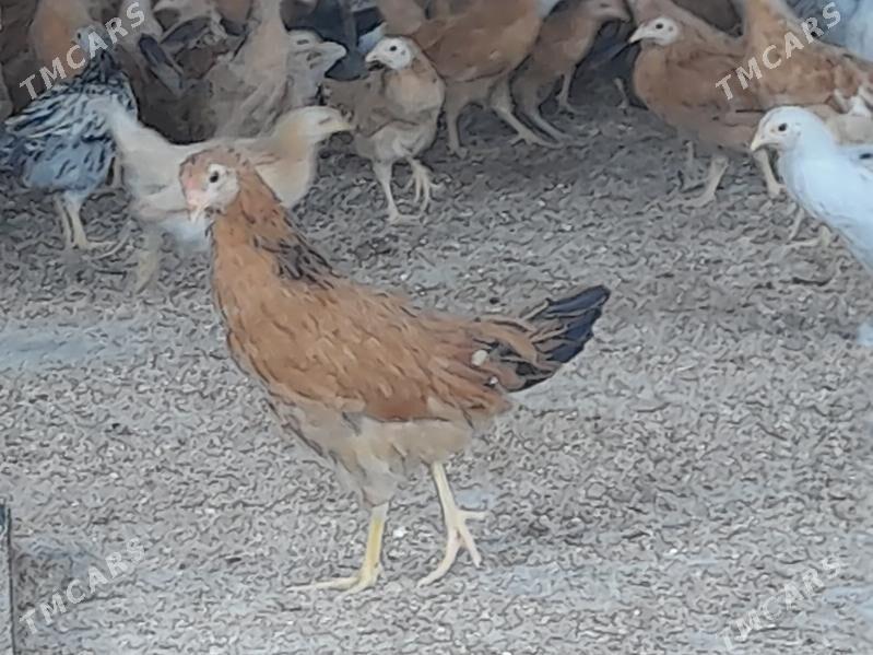 juje - Бахарден - img 1