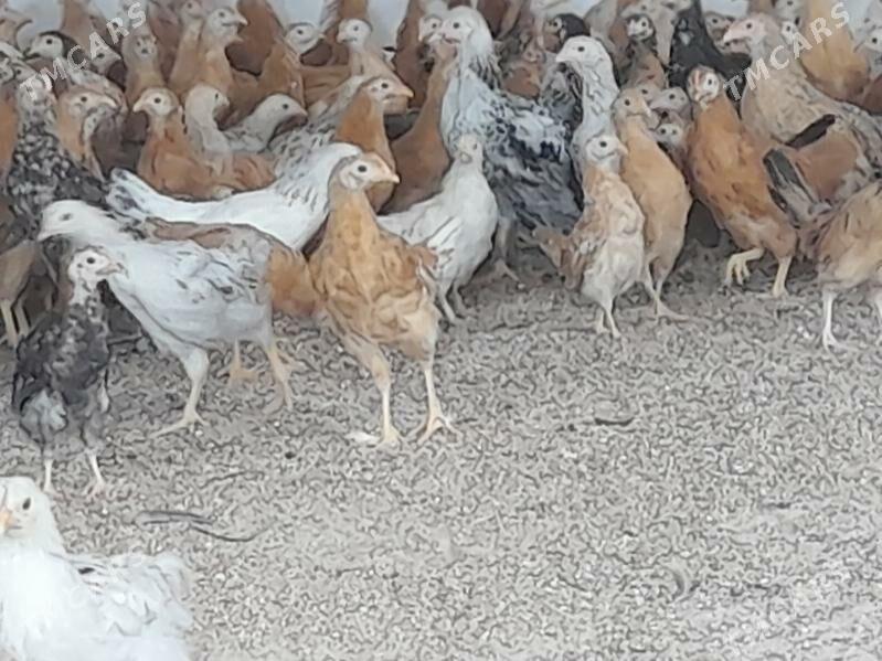 juje - Бахарден - img 3