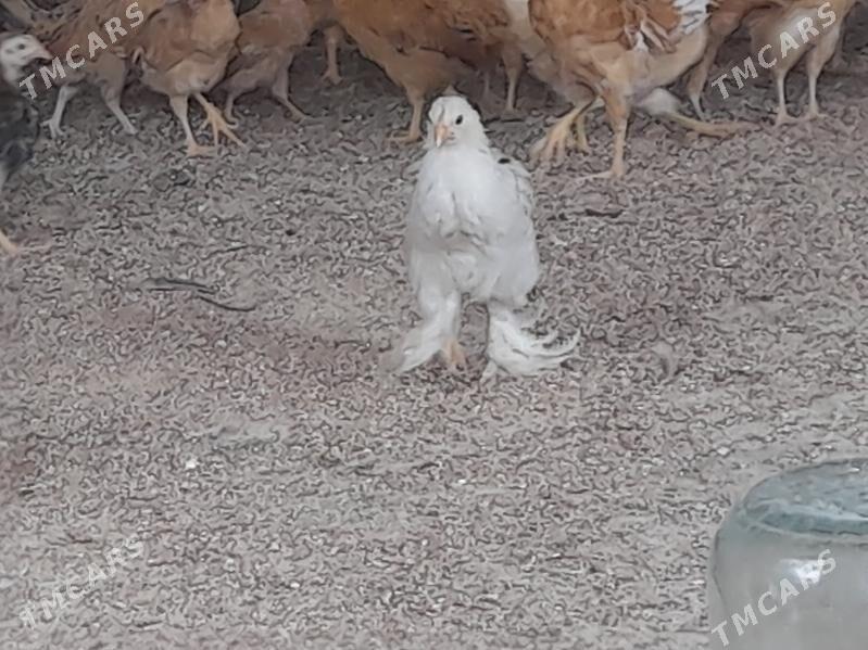 juje - Бахарден - img 2