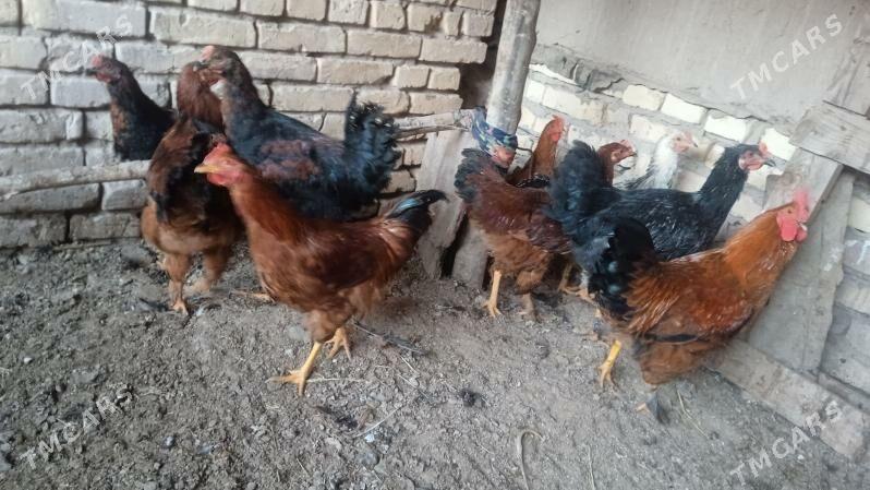 horaz - Гороглы (Тагта) - img 2