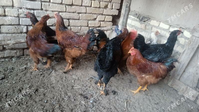 horaz - Гороглы (Тагта) - img 3