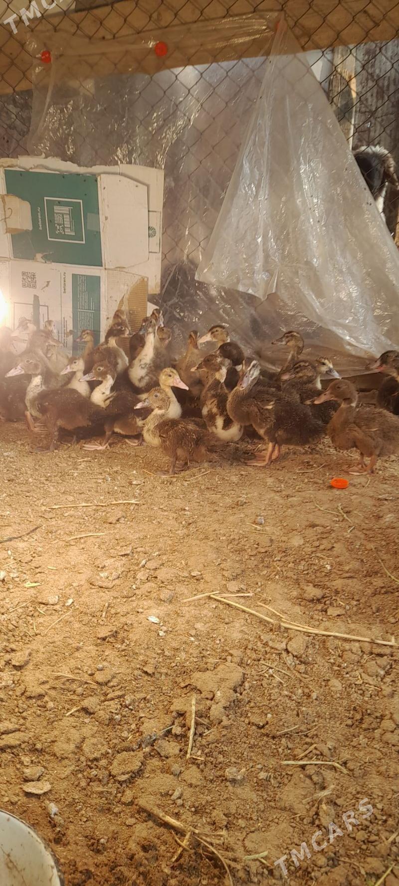 Ördek - Анев - img 2