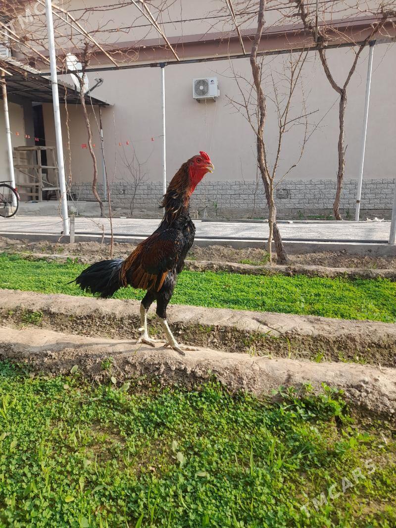 taskent - Herrikgala - img 9