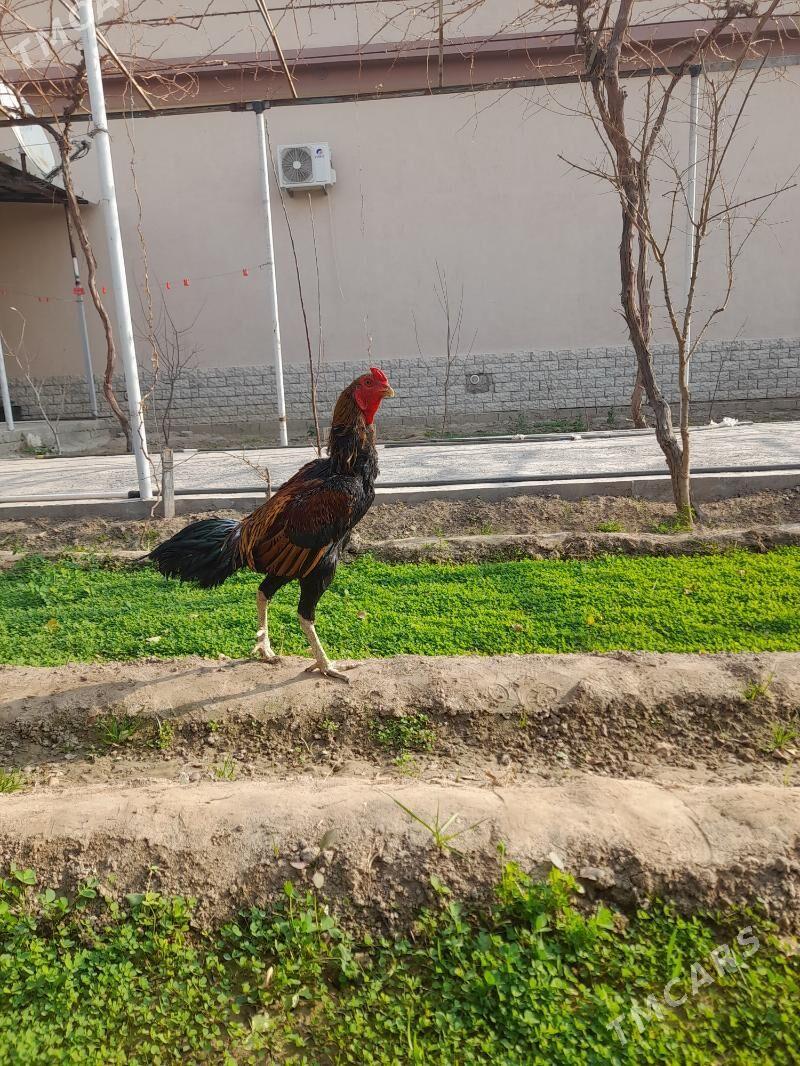 taskent - Herrikgala - img 5