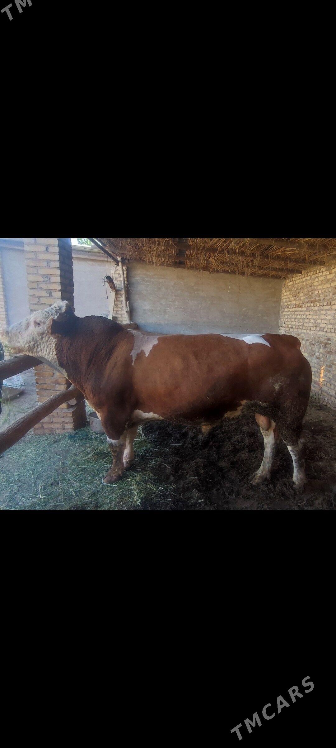 okuzler - Kerki - img 5