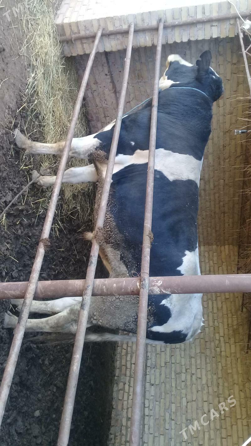 okuzler - Kerki - img 2