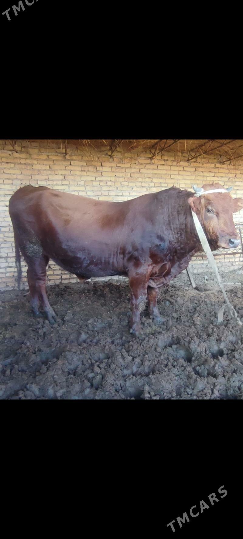 okuzler - Kerki - img 3