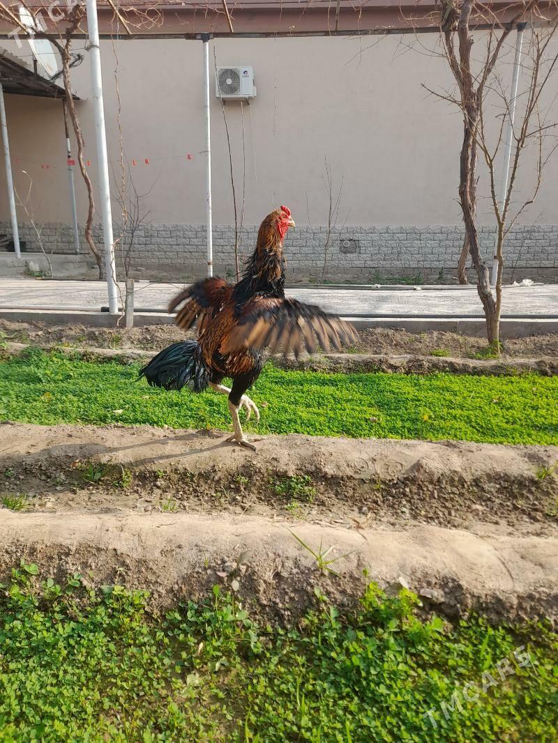 taskent - Herrikgala - img 4