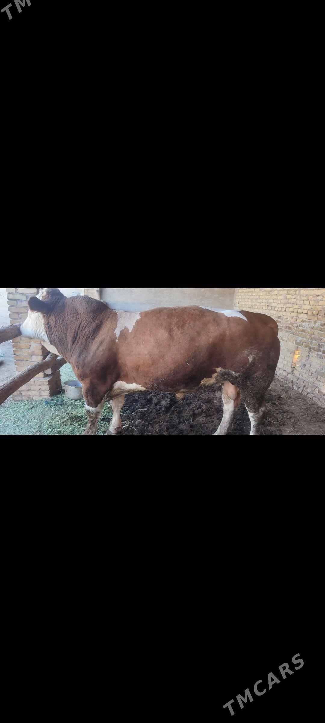 okuzler - Kerki - img 4