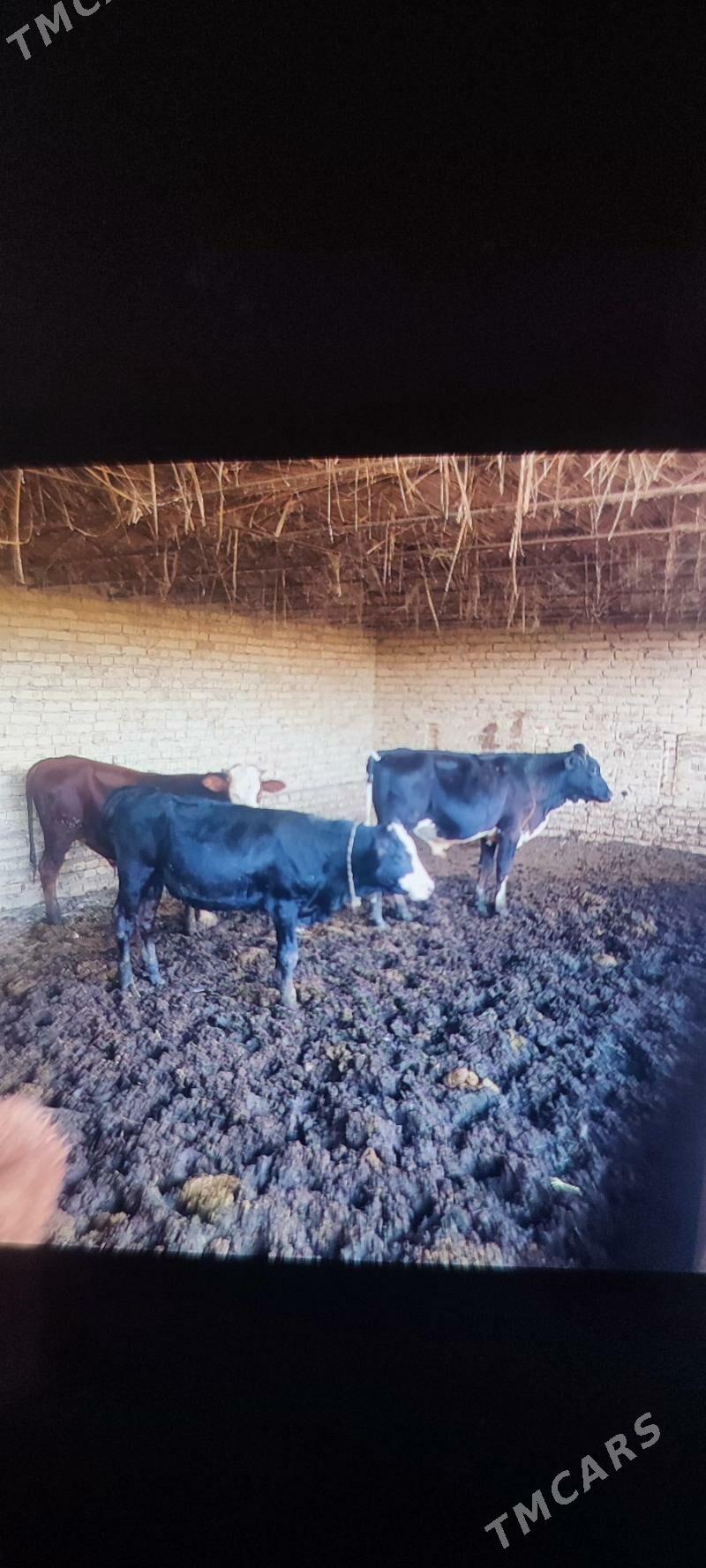 okuzler - Kerki - img 8