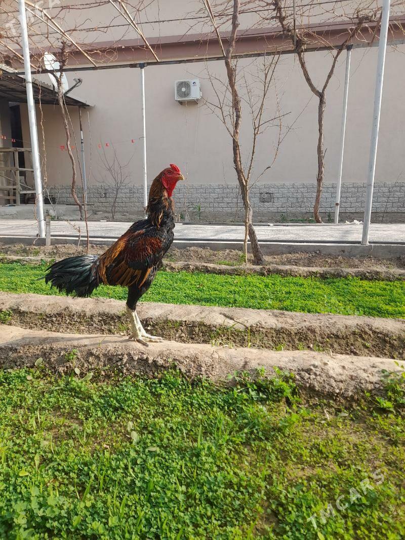 taskent - Herrikgala - img 8